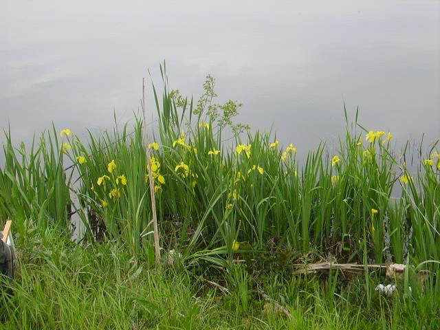 De pe ... balti ... 2 - pict0949.JPG